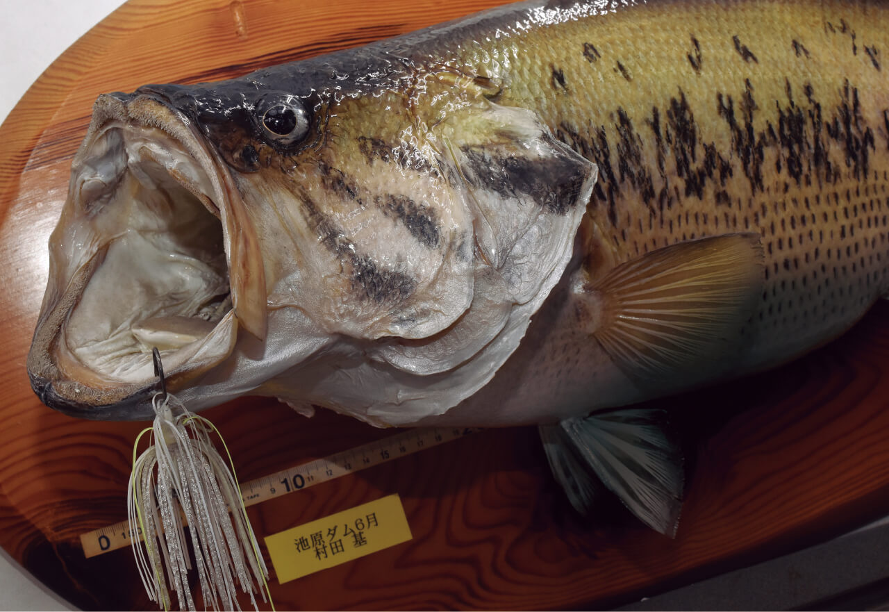 |池原ダムはなぜロクマルの聖地となったのか?フロリダ種移入と同時期に起きた奇跡とは?