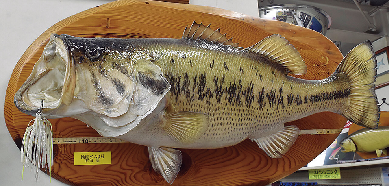 ｜池原ダムはなぜロクマルの聖地となったのか？フロリダ種移入と同時期に起きた奇跡とは？