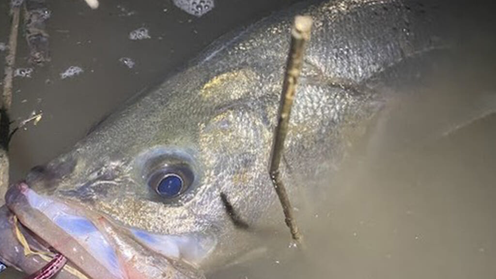 えっデカい…」「大型魚捕獲実績がスゴいな」関東だけじゃない