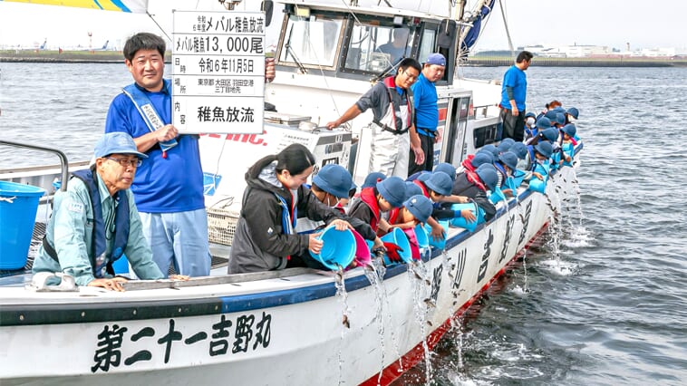 ｜東京湾にメバル1万3000匹放流!!タグ付き魚も放流でQUOカードゲット!?