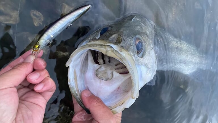 「この釣り、本当に勉強になる…」「肉食魚の動きは素直」大型の魚がルアーを襲う！ まさにレベルミノーの独壇場。【レイドジャパン和田真至レポート】