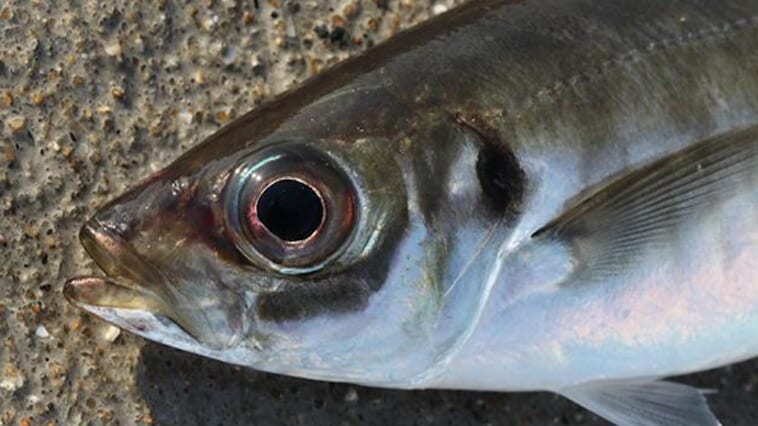 ｜【アジング入門】なんでわざわざアジをルアーで釣るの？ その魅力を知ったらきっとハマります!!【しっかり解説】