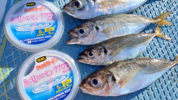 ｜魚に見えないのにピンクの糸？水族館実験でも実釣でもその効果が判明しているってマジ!?