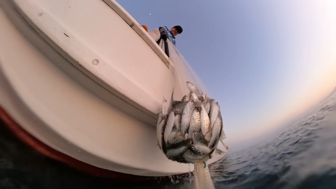 ｜「これ、すごかっ！」海面を覆い尽くす数万匹の高級魚に網を投げると…？ ドローンがとらえた衝撃映像。