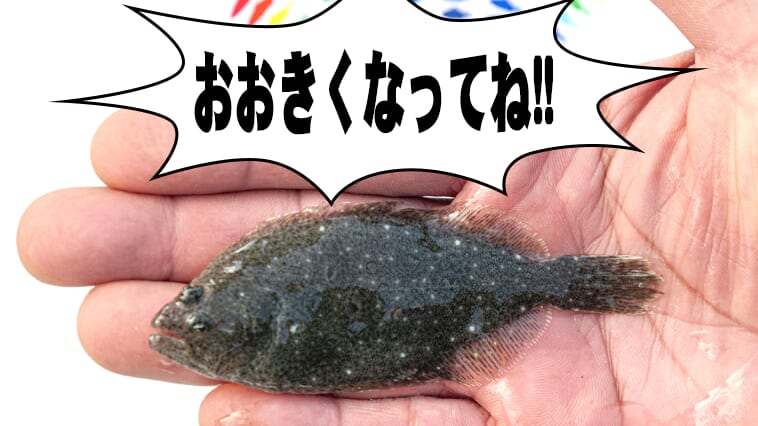 ｜【3年後にまた会おう！】愛知県産ヒラメの稚魚を東京湾に1万匹放流