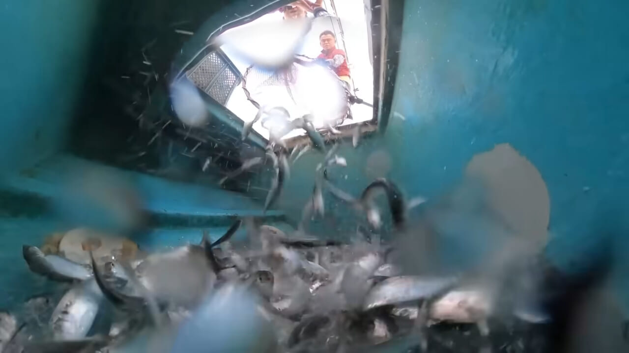 ｜「これ、すごかっ！」海面を覆い尽くす数万匹の高級魚に網を投げると…？ ドローンがとらえた衝撃映像。
