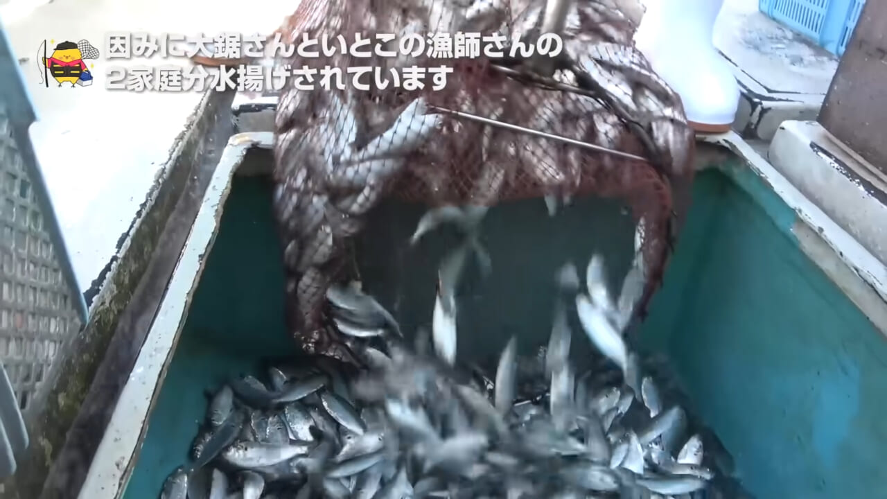 ｜「これ、すごかっ！」海面を覆い尽くす数万匹の高級魚に網を投げると…？ ドローンがとらえた衝撃映像。