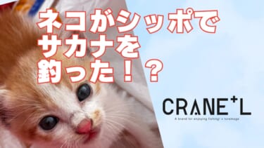 ルアマガ×3COINSコラボ猫スプーン全7色 釣りフェス即完売の『ねこすぷーん』に続きアイテムぶっこんで