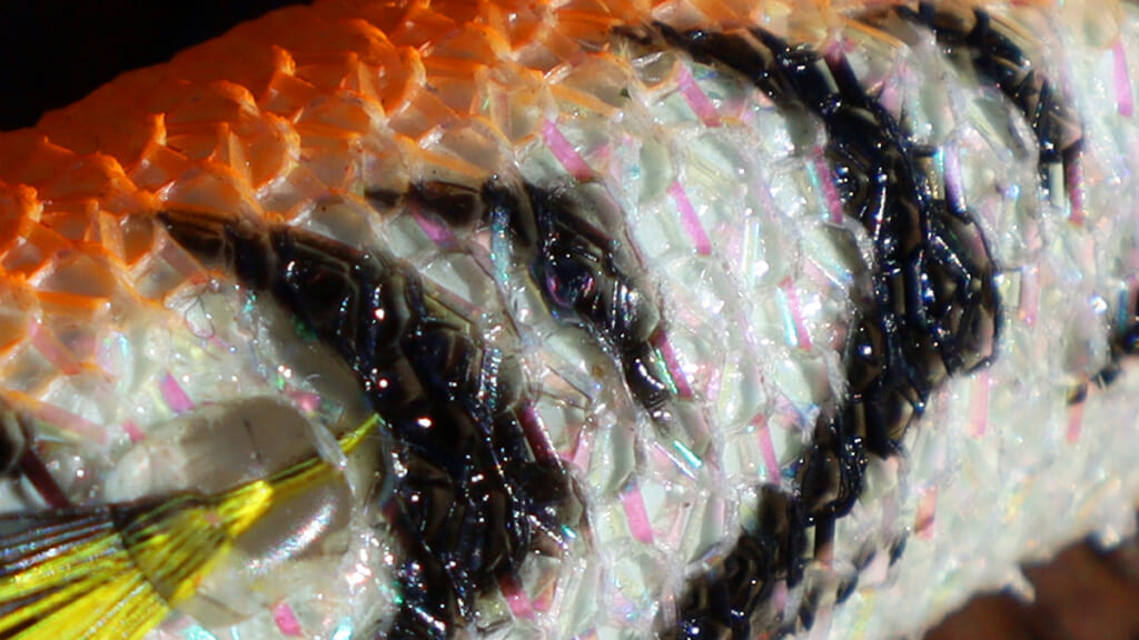 egingset001_11.jpg
