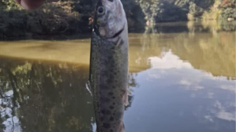 「この魚がどっさり！」「巨大な”群れ”になってた」釣り中に起きたラッキーな事とは…