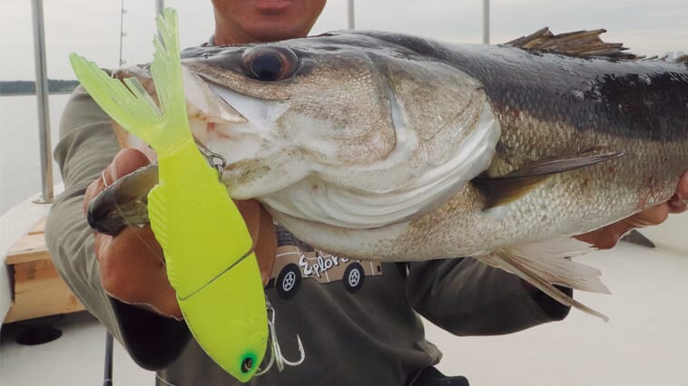 バス釣り用タックルで83cmの巨大魚を釣り上げた!?「水に浸かってないと釣れない」折れずに投げ続けた結果