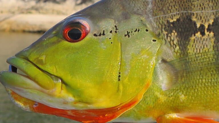 情勢不安定な国へ釣り旅。次から次へと起こるトラブルの末に、ついに手にした幻の魚。