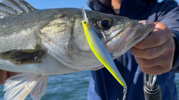 ｜バス釣り用ルアーがシーバス界隈で活躍!?シマノの115mmソルト用ルアーに新色登場！