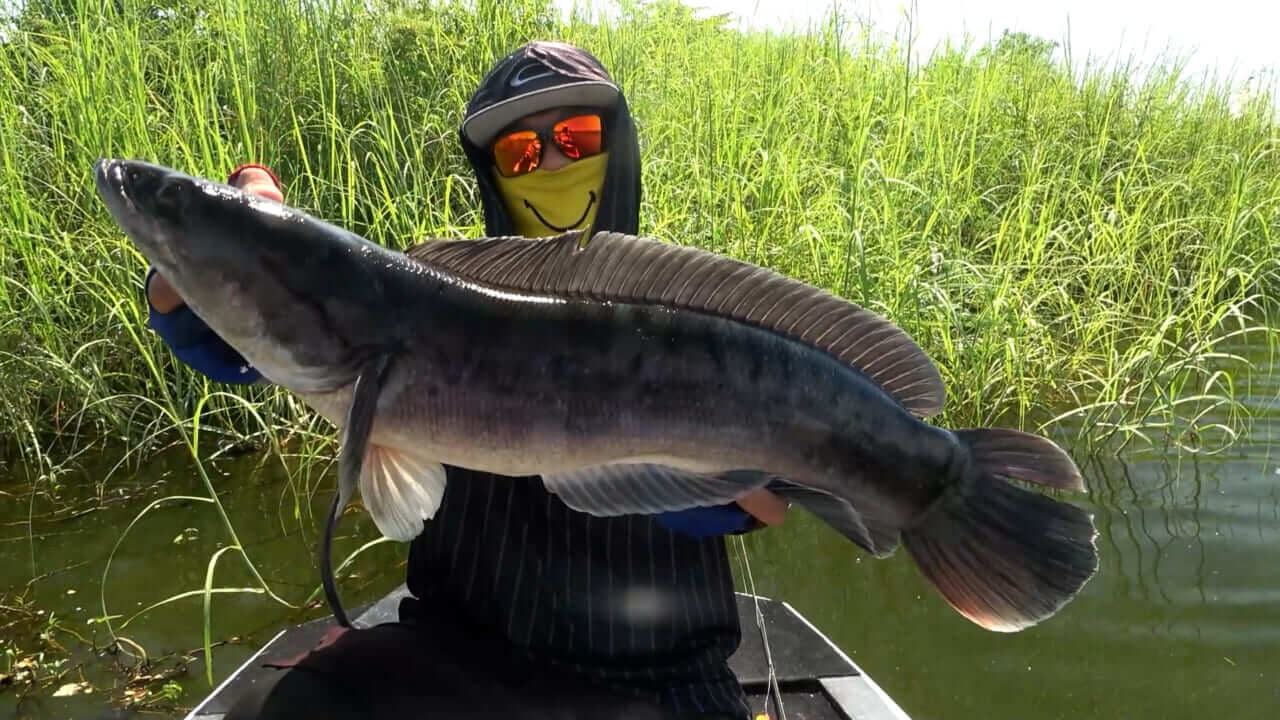 ｜関係者以外立ち入り禁止のスペシャルな釣り場!? 「ジャイアントスネークフィッシュ」が繁殖する池で10kgの『チャドー』を目指す【『釣り』と黄金郷】