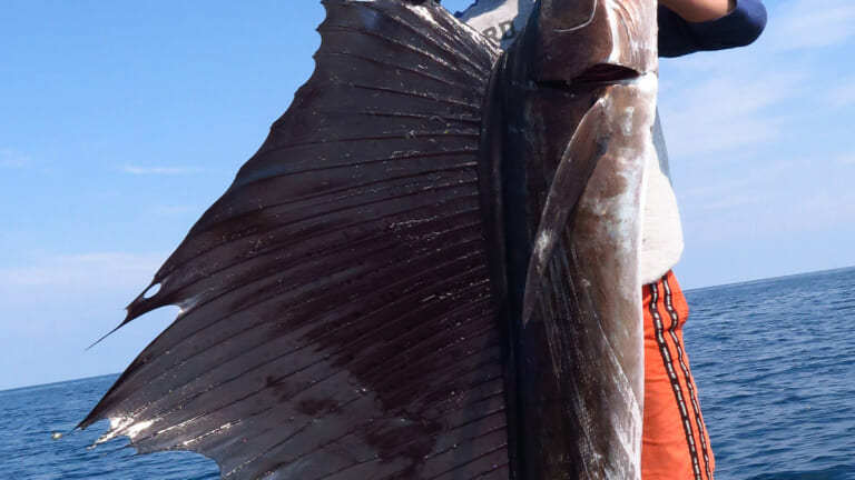 「ギャーーーーー！」「マジでカッコいい…」惚れ惚れしてしまう興奮ものの魚。最後は「そそくさとお別れしました」マレーシア釣行レポート