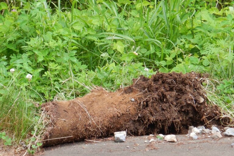 ヒグマと思わしき動物が掘り返した土の塊