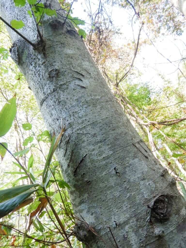 クマの爪痕と思わしき痕跡