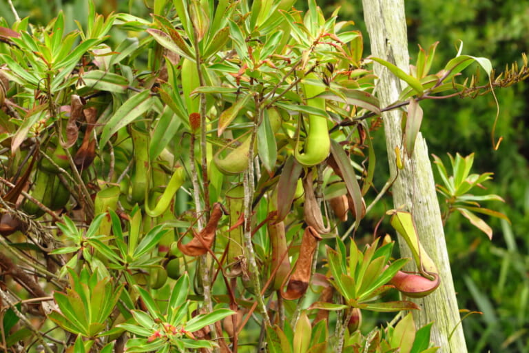 食虫植物のウツボカズラ