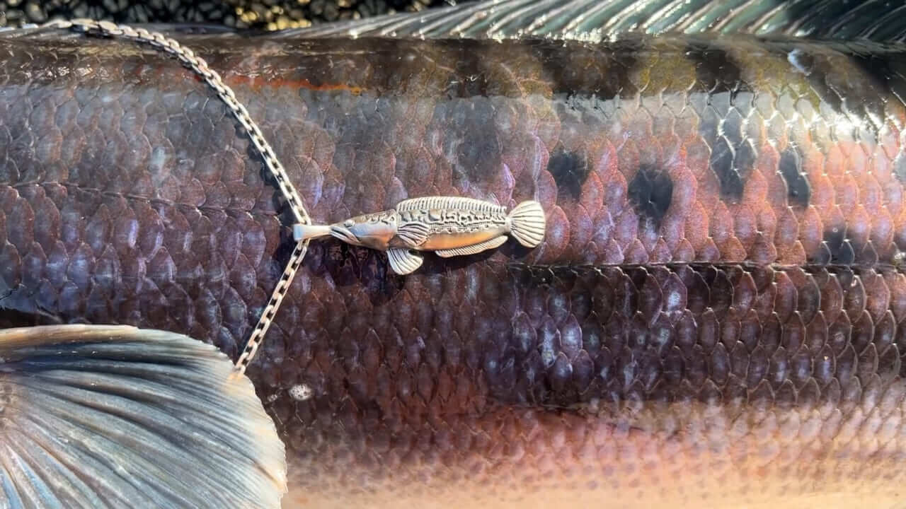 ｜関係者以外立ち入り禁止のスペシャルな釣り場!? 「ジャイアントスネークフィッシュ」が繁殖する池で10kgの『チャドー』を目指す【『釣り』と黄金郷】