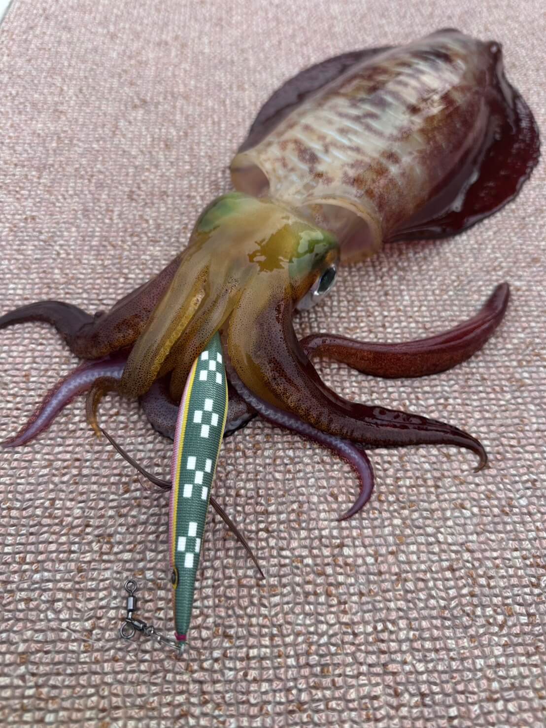 ｜知る人ぞ知る！ロングセラーのあの『餌木』についにハイサイ探偵団コラボのカラー投入！