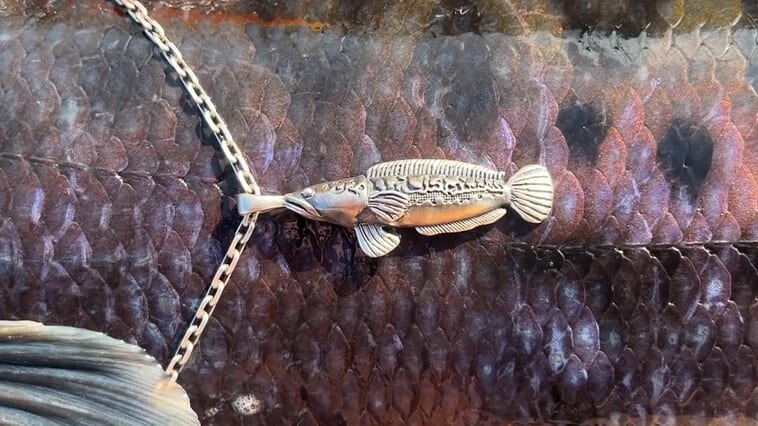 ｜関係者以外立ち入り禁止のスペシャルな釣り場!? 「ジャイアントスネークフィッシュ」が繁殖する池で10kgの『チャドー』を目指す【『釣り』と黄金郷】