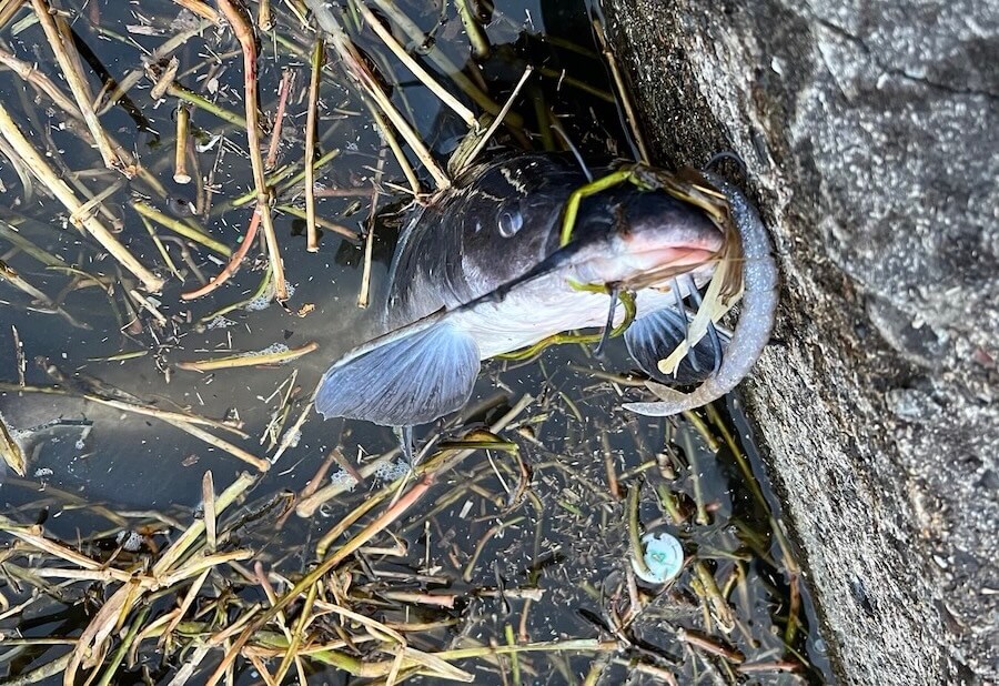 ｜釣り中に釣れた魚がまさかの魚種。色んな生き物が動くタイミングはこんなことも…「今年は初めてです」