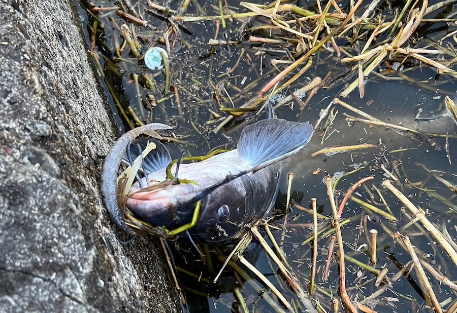 ｜釣り中に釣れた魚がまさかの魚種。色んな生き物が動くタイミングはこんなことも…「今年は初めてです」