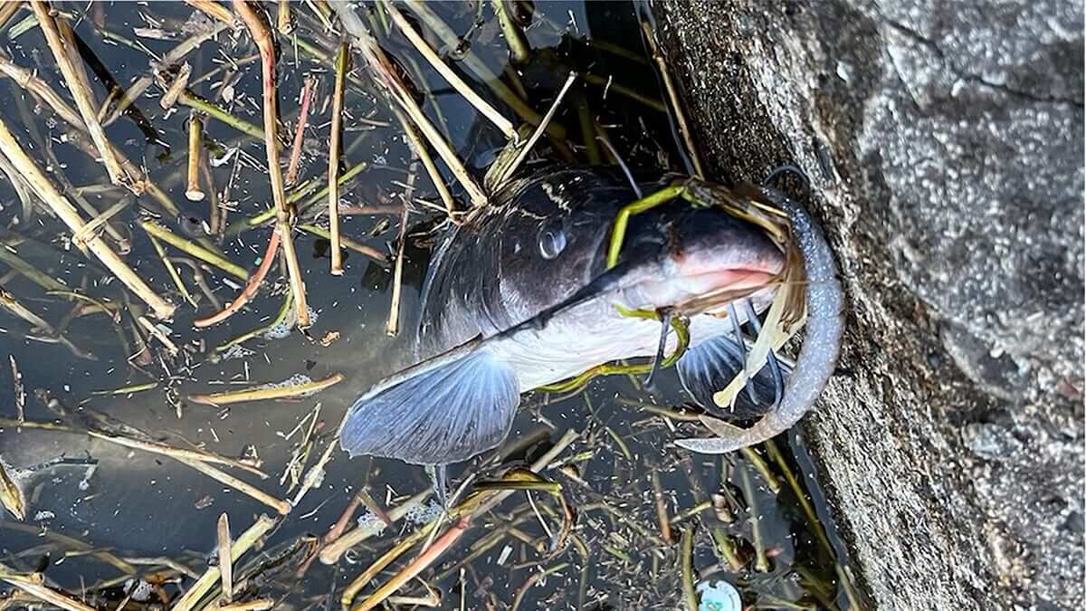 ｜釣り中に釣れた魚がまさかの魚種。色んな生き物が動くタイミングはこんなことも…「今年は初めてです」