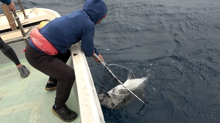 苦労して掛けても諦めたくなる!?20kgを超える巨大魚との死闘があまりにもキツすぎる