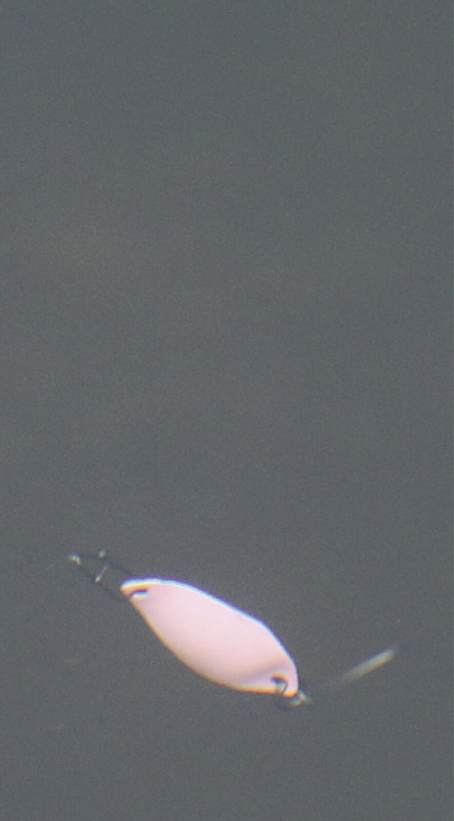 ［サウリブ］マイクロスプーン、フェザー、ババコン、エリアトラウトルアー サウリブのマイクロスプーン6種を開発者がまるごと解説！エリア