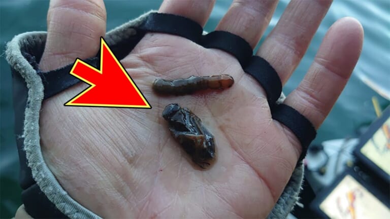 釣れた魚が吐き出した“黒い塊”を達人が解析。「やっぱりこういう餌を食べてますね」