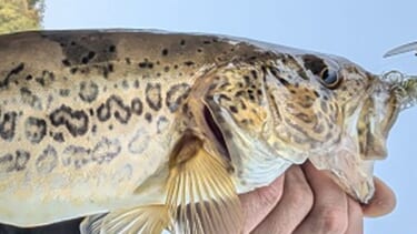 (フィッシング ライブラリー) 渓流探釣記―岩魚と山女魚の棲む渓 【中古】