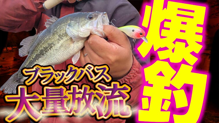 ｜大量放流されたブラックバス「こんなに釣れてどうしよう…」ゴールデンウィークも釣れまくりの予感！群馬の管理釣り場『宮城アングラーズヴィレッジ』がリニューアルオープン！