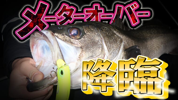 ｜東京湾で遂に夢の100㎝超えシーバスが釣りあがる！ 晩冬〜早春の超弩級攻略法に驚愕⁉
