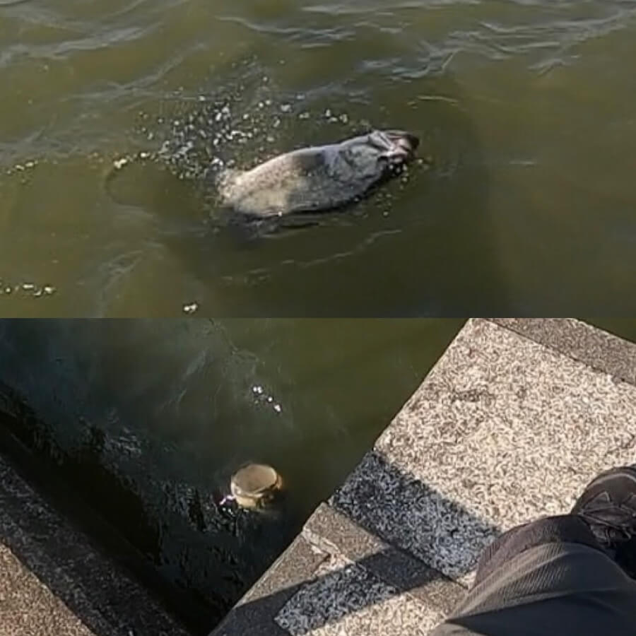 ｜「なんて大きい口なの…」水面に現れたビッグサイズだが…。ゴープロがとらえた悲しみの瞬間