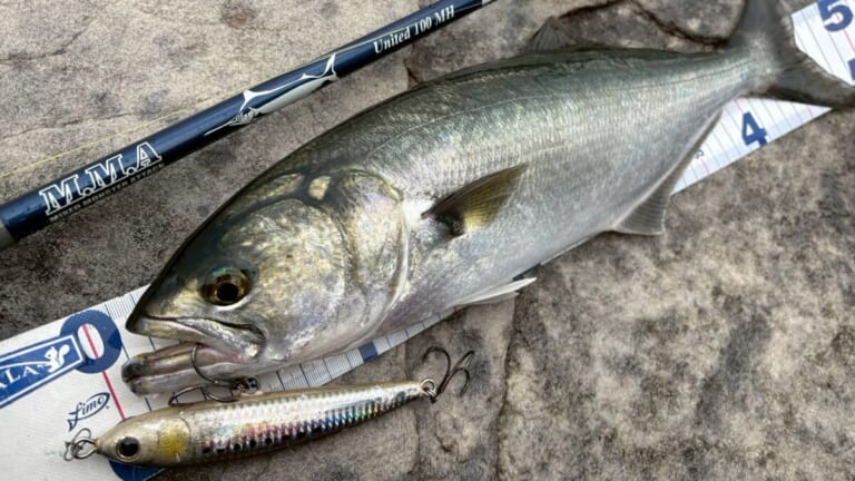 この魚知ってる？現地では人気のターゲット“テイラー”ってどんな魚？ 実際に釣って食べてみた！