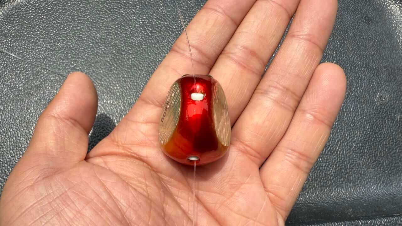 ｜【タイラバ入門】魚の王様『マダイ』を狙うタイラバとは？