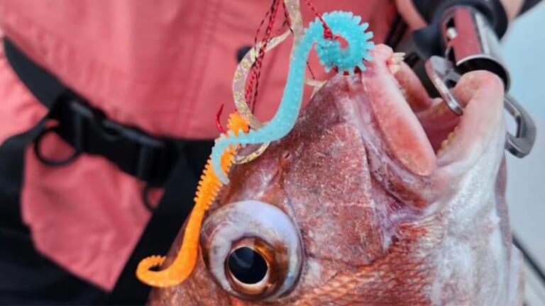 【タイラバ入門】魚の王様『マダイ』を狙うタイラバとは？