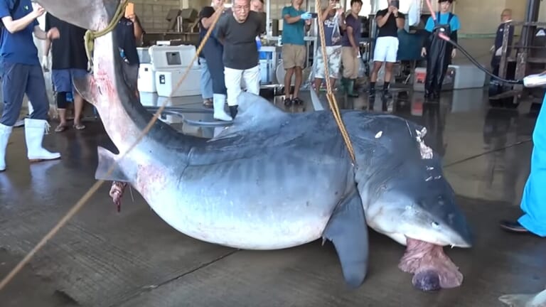 「ウソでしょ」「うわぁ！デカ！」500キロ級の“怪物サメ”を解体、パンパンに膨れたお腹から出てきたものが衝撃的。