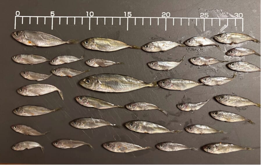 |釣れない、買えない、増えない…アジが消える未来。その未来を変える方法。