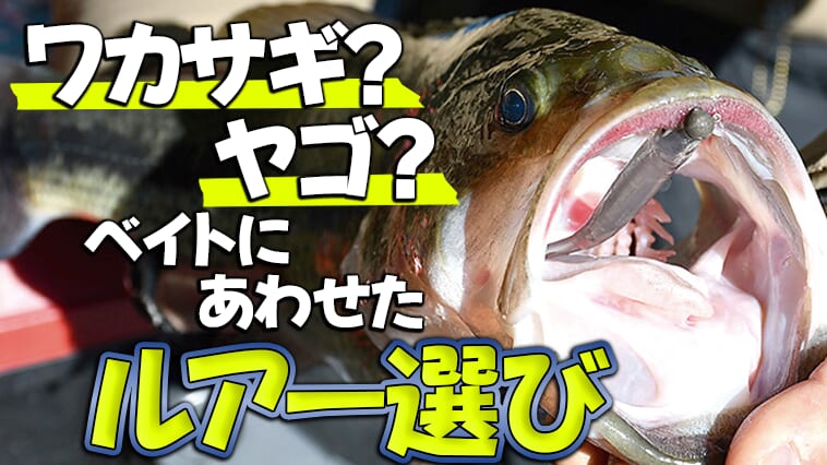 ｜【本日オンラインセミナーの大津さん！】ワカサギ食いバスとヤゴ食いバス。それぞれにあわせたルアーとは？【ハリネズミも登場！】