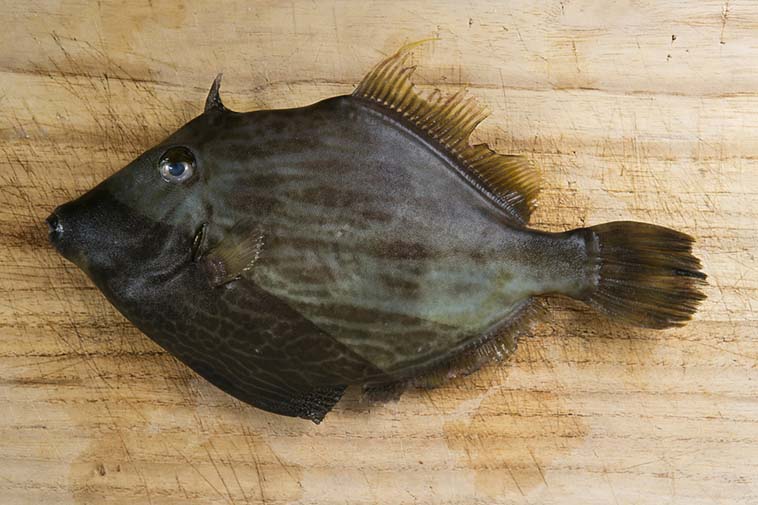 カワハギの釣り方｜釣れたカワハギの食べ方｜〈初心者の釣り〉“カワハギ”の生態／釣りシーズン／釣り方／仕掛け／食べ方【アタリを捉えろ! エサ取り名人との知恵比べ】