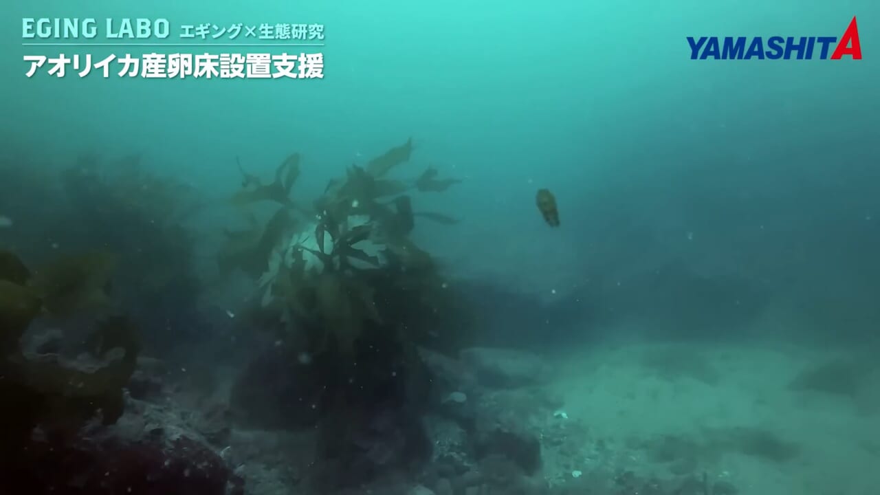｜持続的に釣りを楽しむための、命を繋ぐ活動。釣り人に知ってほしい水の中の真実【YAMARIA/アオリイカ産卵床設置支援プロジェクト】