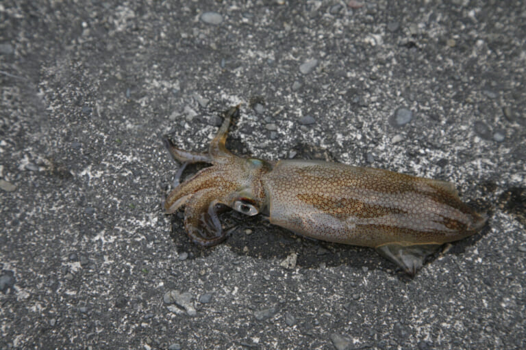 ヤリイカの釣り方｜陸から釣れた小さいヤリイカ｜〈初心者の釣り〉“ヤリイカ”の生態／釣りシーズン／釣り方／仕掛け／食べ方【冬の夜に煌めく海の幸、繊細なアタリと極上の味覚】