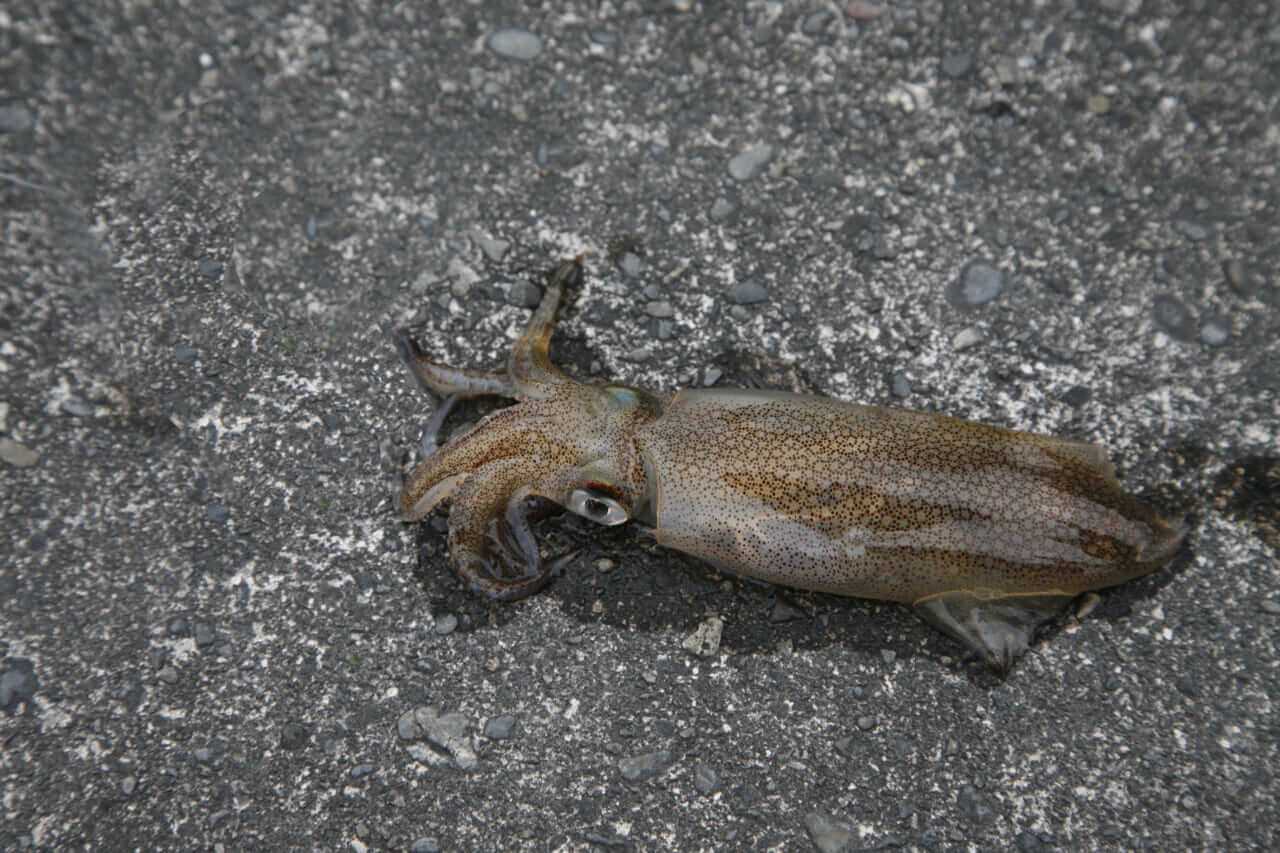 ヤリイカの釣り方｜陸から釣れた小さいヤリイカ｜〈初心者の釣り〉“ヤリイカ”の生態／釣りシーズン／釣り方／仕掛け／食べ方【冬の夜に煌めく海の幸、繊細なアタリと極上の味覚】