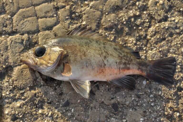 メバルの釣り方｜釣れたメバル｜〈初心者の釣り〉“メバル”の生態／釣りシーズン／釣り方／仕掛け／食べ方【春の訪れを告げるライトゲームのアイドル】