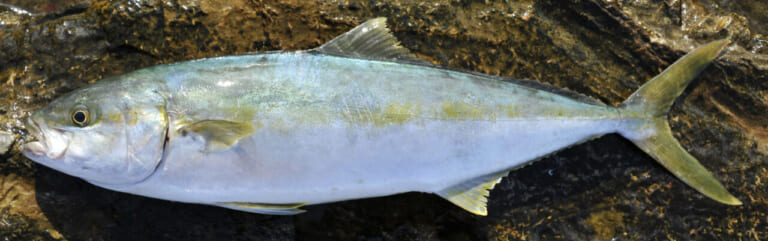 ヒラマサ釣り|ヒラマサの食べ方|〈初心者の釣り〉“ヒラマサ”の生態/釣りシーズン/釣り方/仕掛け/食べ方【大海のスプリンター、アングラー憧れの青物の王】