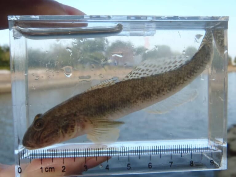 ハゼの釣り方｜釣れたハゼ｜〈初心者の釣り〉“ハゼ”の生態／釣りシーズン／釣り方／仕掛け／食べ方【江戸前の粋な小物釣り、家族で楽しむ夏の風物詩】