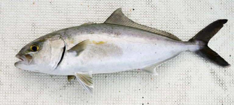 小型青物釣り｜ショゴ｜〈初心者の釣り〉“小型青物(ハマチ等)”の生態／釣りシーズン／釣り方／仕掛け／食べ方【ソルトルアー入門の登竜門! 身近なスーパーファイター】