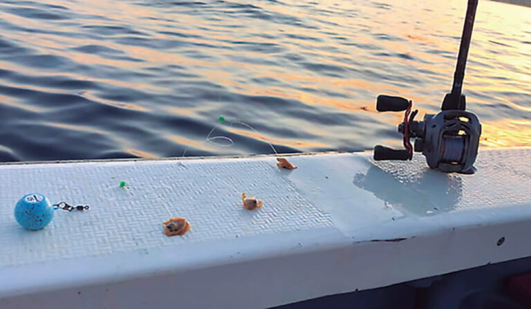 カワハギの釣り方｜カワハギのエサ｜〈初心者の釣り〉“カワハギ”の生態／釣りシーズン／釣り方／仕掛け／食べ方【アタリを捉えろ! エサ取り名人との知恵比べ】